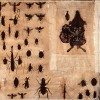 Planche d'insectes - 33 x 45 cm.