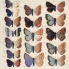 Etude de papillons II - Oriental