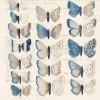 Etude de papillons II - Fragile