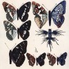 Etude de papillons III - Sombreur