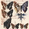 Etude de papillons III - Planche orientale