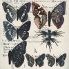 Etude de papillons III - Page décolorée