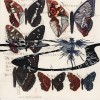 Etude de papillons III - Alizarine