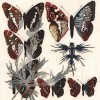 Etude de papillons III - Herbes